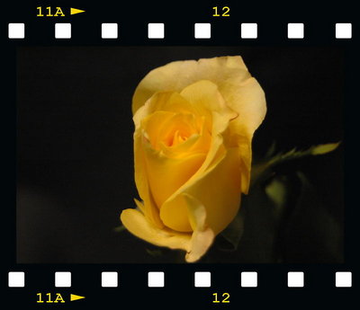 Yellow Rose