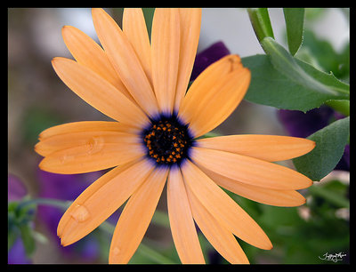 orange flower