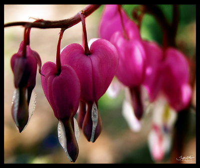 bleeding heart