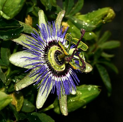 Passiflora "Spyder"