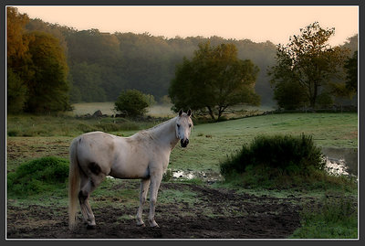 Early summer morning