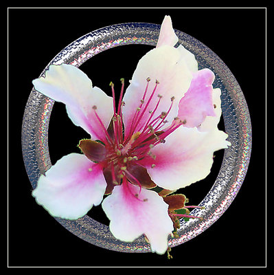 Peach Blossom