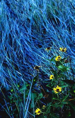 Bluegrass, Yellow flowers