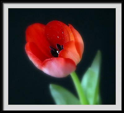 rouge tulip