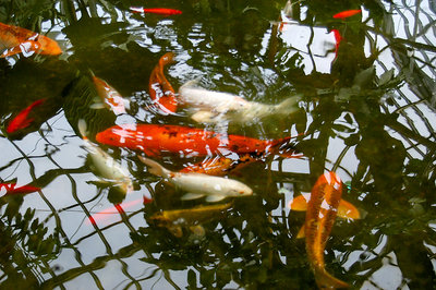 Koi at play