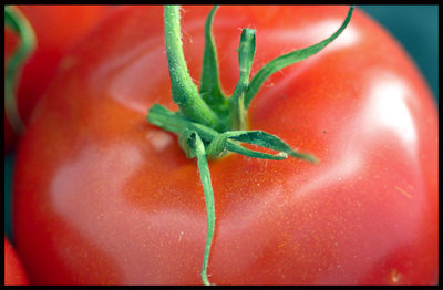 fresh tomato!
