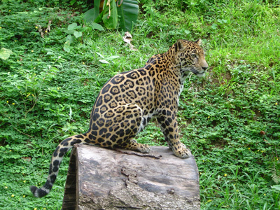 His Majesty- The Jaguar