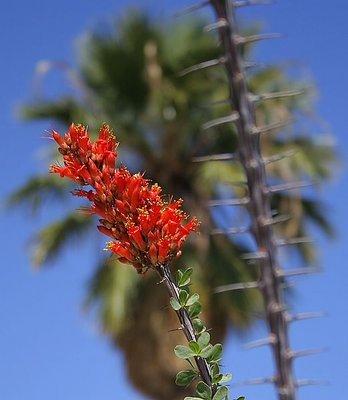 Occotillo Bloom 