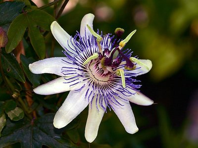 Passiflora " Marie "