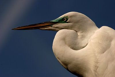 Egret