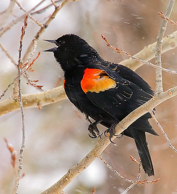 Male Red-Winged Blackbird