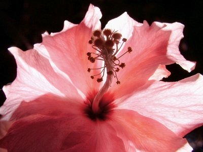 Pink hibiscus.