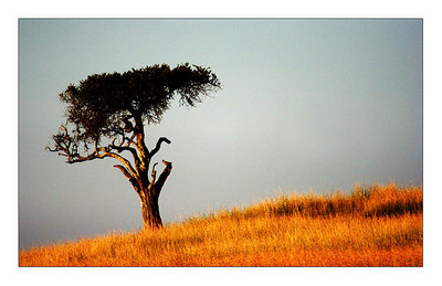 Masai Mara, Afrika