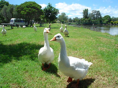 Gympie Geese