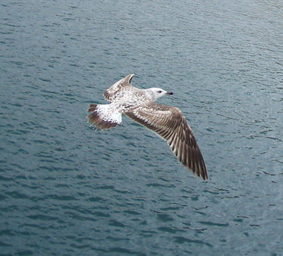 ...freedom1...