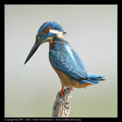 The Kingfisher