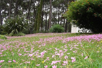 Wild Flowers in Autumn