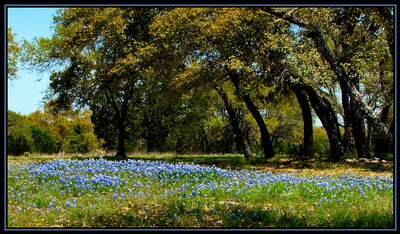Texas Blue Bonnets Field 1