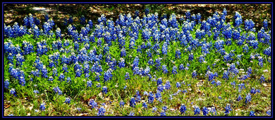 Texas Blue Bonnets Field 3