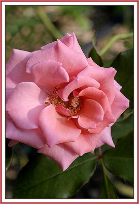 A rose