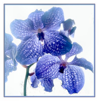 Blue Orchidea