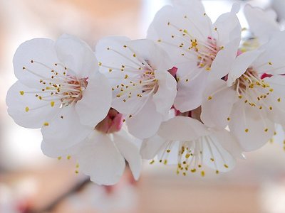 Soft flowers