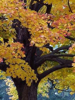 fall in 2004