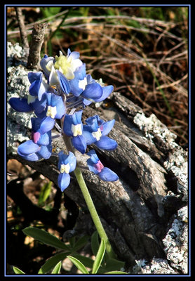 Texas Bluebonnet and a Srick