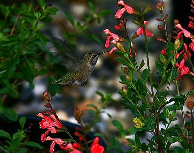 Hummer Time
