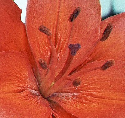 Red Daylilly