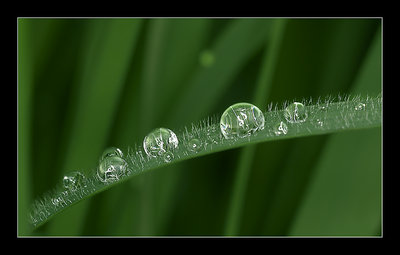 Raindrops on Grass