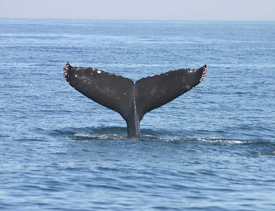 Wings of the Underwater World