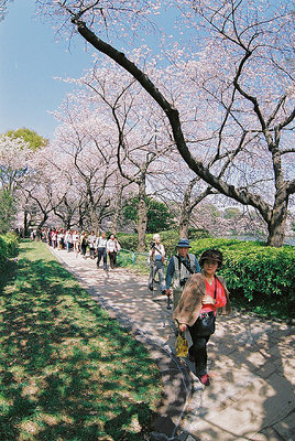 Cherry Blossoms I