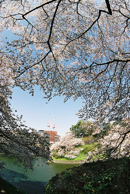 Cherry Blossoms II