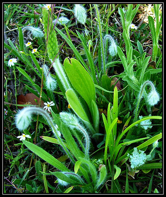 Wild and Fuzzy