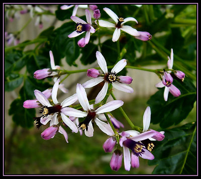 China Berry Tree Blossoms