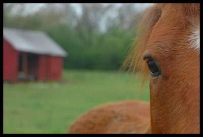 Eye and the Barn