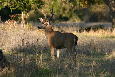 Mule Deer