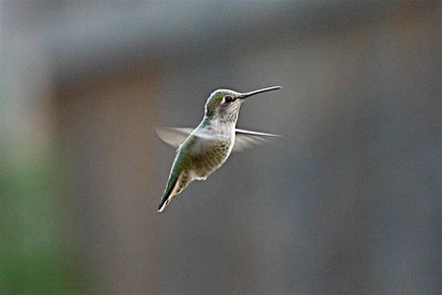 Hummer Hover