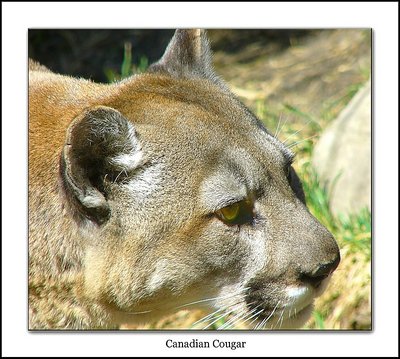 Canadian Cougar