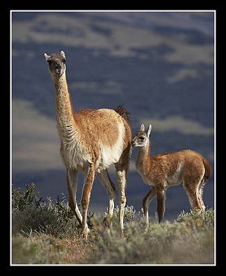 Mother and Baby Guanaco
