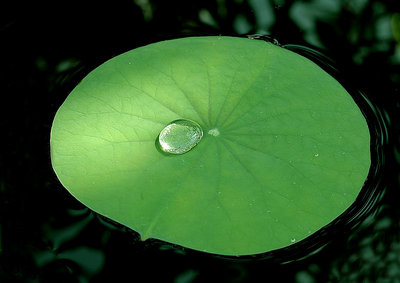 A drop so pure and serene