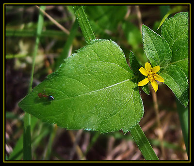 Tiny Wild Yellow Flower with Ant