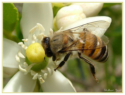 A hungry bee