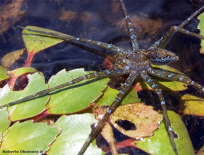 Water Spider