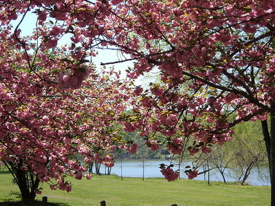 Primavera in Tennessee/Spring in Tennesee