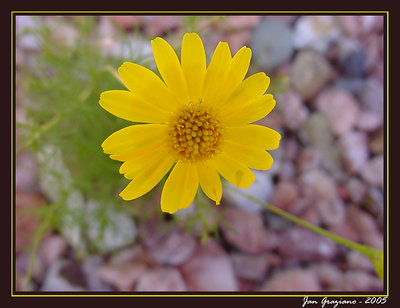 Teeny Tiny Yellow Flower