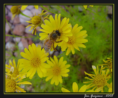 Busy Bee and Tiny Yellow Flowers
