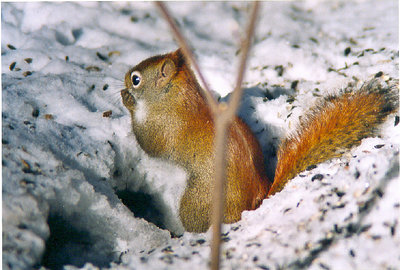 Religious squirrel