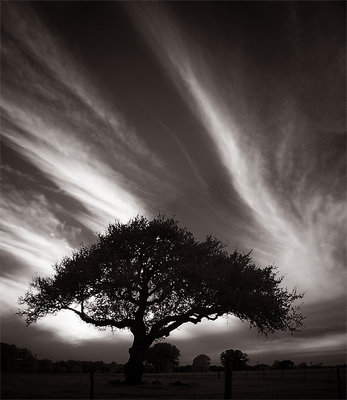 Evening with Oak Tree